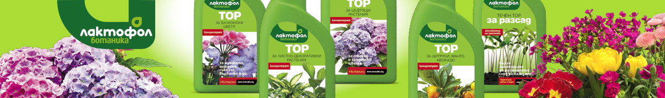 ������ ��������