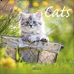 ������ �������� - Cats 2026 - 