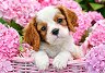 ������� � ������ ����� - 