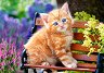 ������ ������� - 
