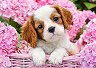 ������� ���� ������ ����� - 