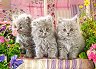 ���� ������ - 