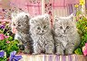 ���� ������ - 