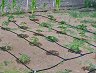 ������ ������ �� ������� ��������� ∅ 17 mm Primaterra Greenhouse