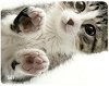    T'nB Kitty