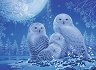 ���� �� ����� �������� - 