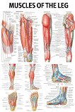 Muscles of the Leg - 