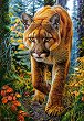 ��������� ��� � ������ - 
